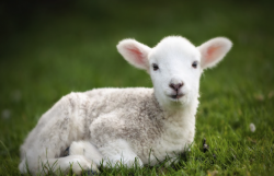 新品种羊引进需要类似的生态条件吗?
