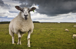引进新品种羊需要做什么调查?