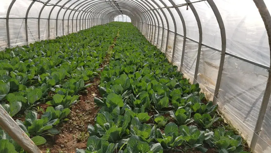 科学施肥让卷心菜又大又紧不是梦(附视频讲解)