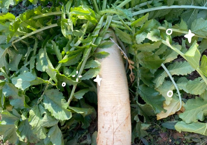 白萝卜VS红萝卜营养价值解析,如何科学食用?