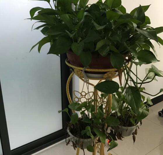 <strong>北方地区易种植的蔬果种类，以及种植方法</strong>