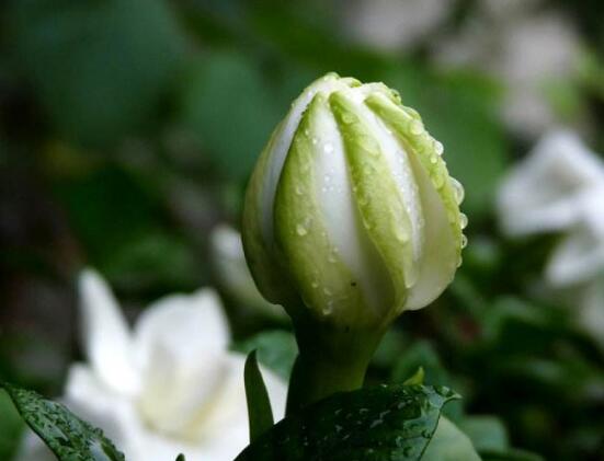 栀子花的花语，栀子花代表永恒的爱与约定