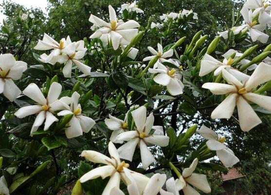 栀子花叶子发黄怎么办，七大办法变得枝繁叶茂