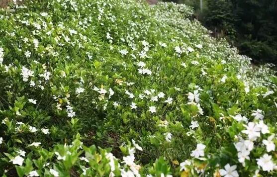 栀子花怎么浇水，栀子花浇水方法