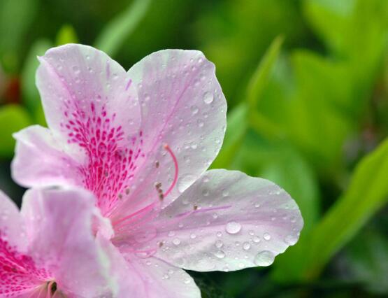 杜鹃花怎么养，杜鹃花养殖方法