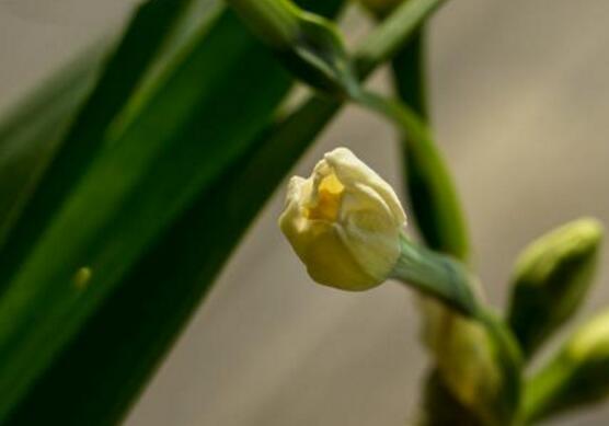 水仙花花语是什么，象征着纯洁和吉祥