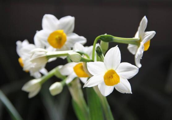 水仙花怎么修剪，水仙花修剪方法