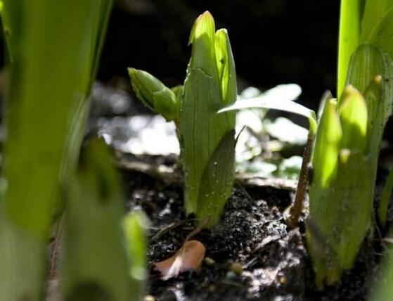 水仙花烂根怎么办，水仙花烂根解决办法