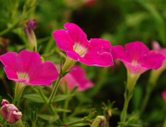 <b>牵牛花怎么修剪，牵牛花修剪方法</b>