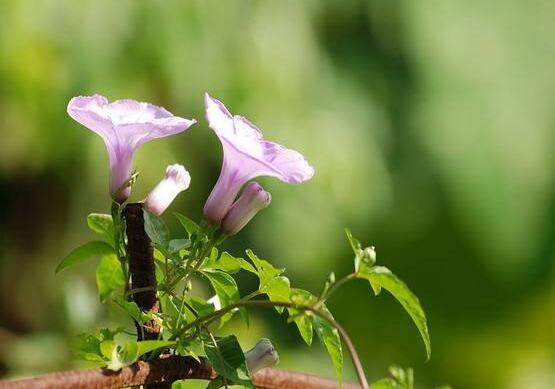 牵牛花的花语是什么，牵牛花代表着爱情、冷静、虚幻、爱情永固