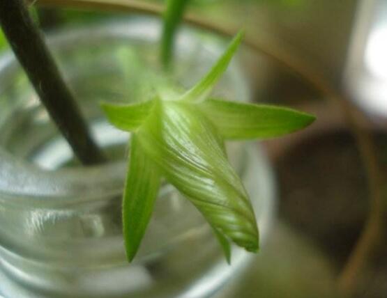 <b>牵牛花可以水培吗，牵牛花水培方法</b>