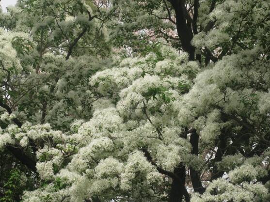 六月雪的功效与作用，细数六月雪七大功效与作用