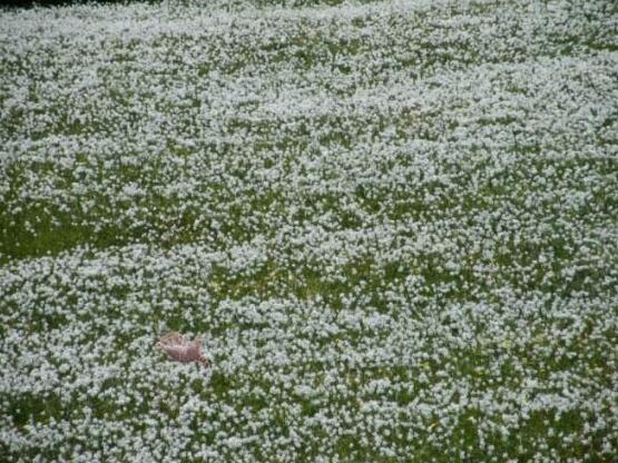 六月雪花语是什么，六月雪花语代表着思念、清纯、梦境、真心喜欢