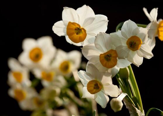 水仙花怎么施肥，水仙花施肥方法