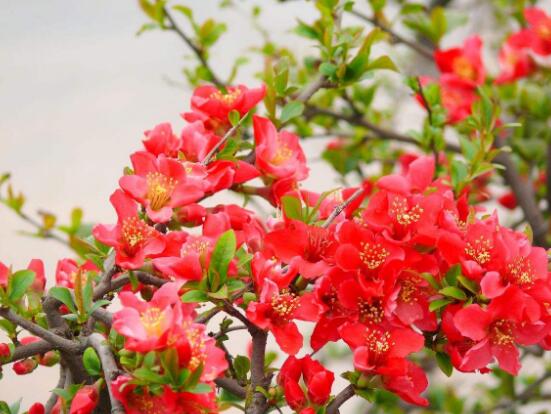 海棠花怎么施肥，海棠花施复合肥最好