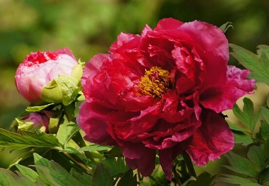 牡丹花花语是什么，代表着富贵吉祥、繁荣昌盛