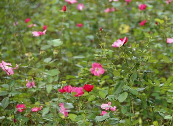 野蔷薇花语是什么，野蔷薇花语代表着浪漫的爱情