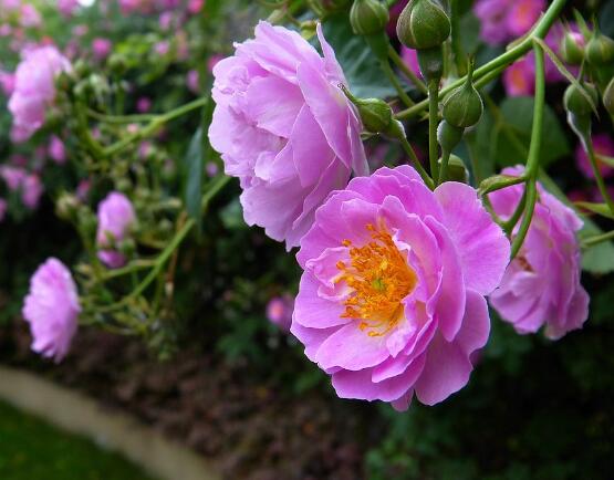 蔷薇花的扦插方法，蔷薇花扦插五个简单步骤