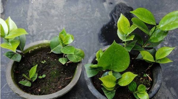 怎样嫁接繁殖茶花