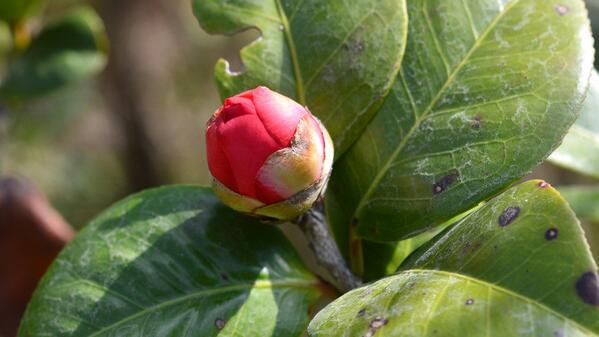 <b>茶花为什么有蕾不开花</b>