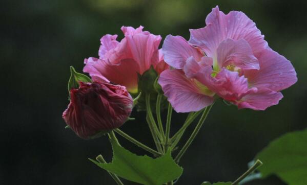 <b>芙蓉花怎么养，芙蓉花适合在室内养吗</b>