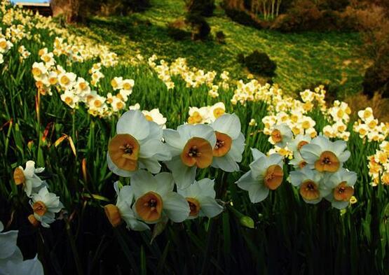 水仙花什么季节开花，水仙花花期在冬季开放