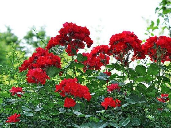 养月季花最好用什么土，保持土质微酸性肥沃疏松透气