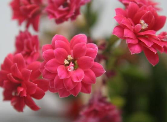 长寿花换盆后要浇水吗，不适宜立即浇水