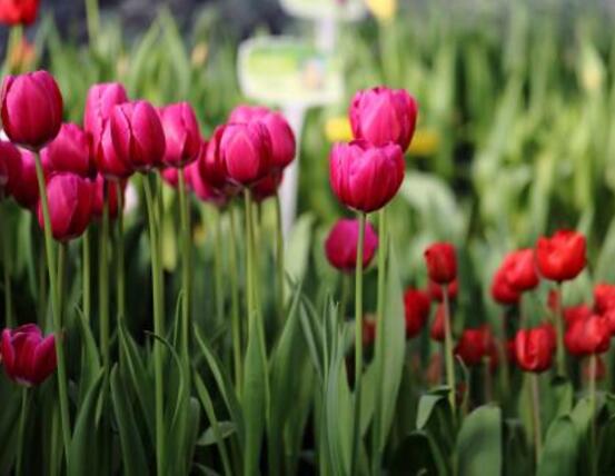 郁金香开花时间，3-5月每天清晨七点开花