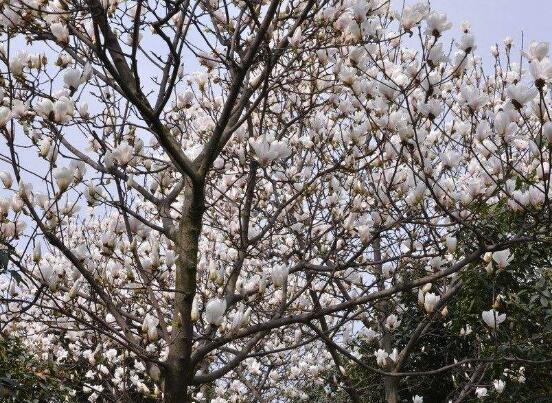 玉兰花花语，代表着高洁、芬芳，纯洁的爱，感恩