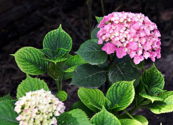 绣球花的花语和寓意，忠贞永恒、浪漫圆满