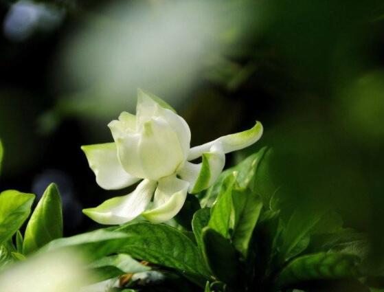 枙子花的花语是什么，代表着坚强、永恒的爱、一生的守候