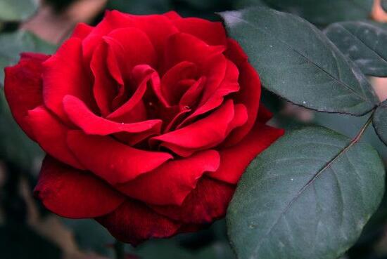 玫瑰花中药功效是啥，美容护肤、调经止痛