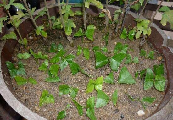 橡皮树剪下来怎么生根，做好五个步骤便可发芽长叶