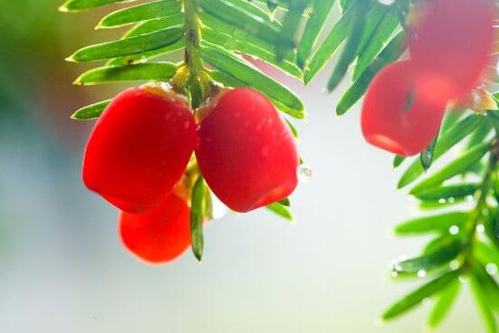 家里养红豆杉风水好吗，起到延年益寿、幸福