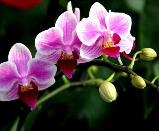 蝴蝶兰种子种植方法，自然播种是家庭常用种