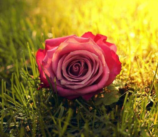 玫瑰花功能与主治：美白护肤、利尿、丰胸、