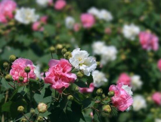 木芙蓉花的病虫害及其防治，盘点四种常见病虫害