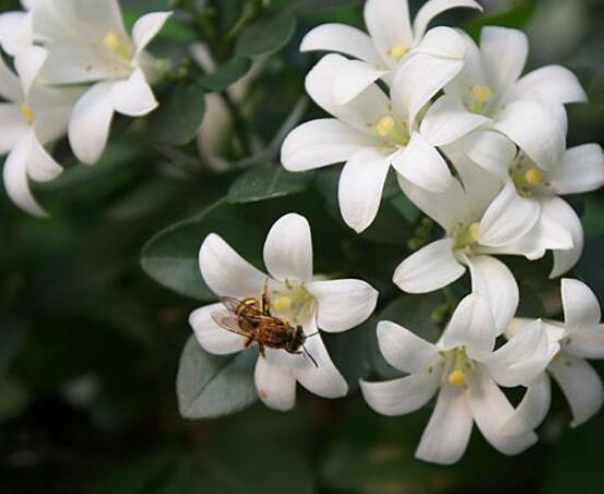 九里香的花语，代表着爱情的俘虏(美好与神圣)