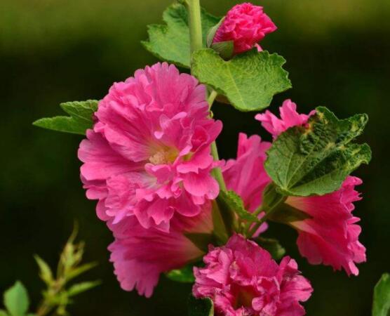 木芙蓉花怎么修剪，在每年萌芽和花谢后修剪最佳