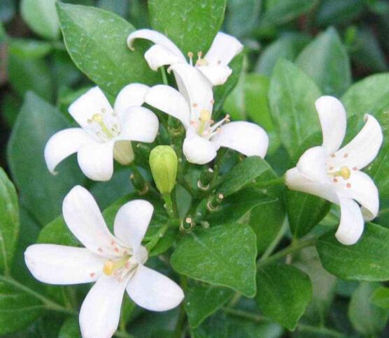 九里香每年开多少次花，一年独开一次花(花期4-8月)