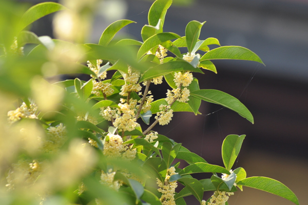 桂花树移栽后叶子枯萎，因为植株没有适应新环境