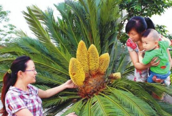 铁树开花吗，铁树多久开一次花(10-20年)