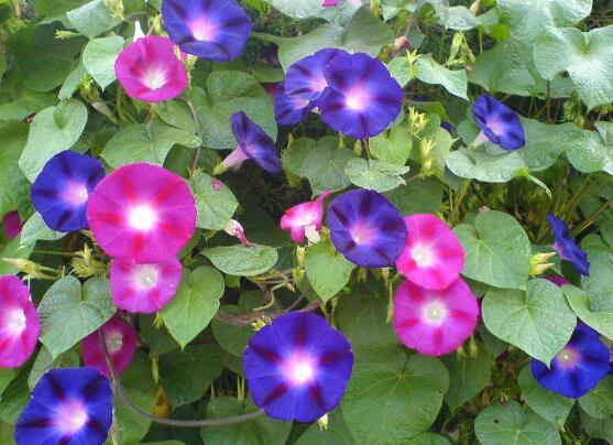 牵牛花有毒吗,牵牛花适合在室内养吗