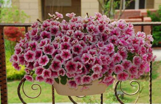 牵牛花有毒吗,牵牛花适合在室内养吗