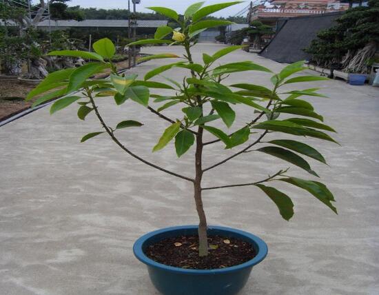 白兰花怎么养殖，白兰花的养殖方法及注意事项