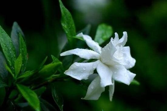 栀子花可以放在卧室吗，栀子花有毒吗/能够食用