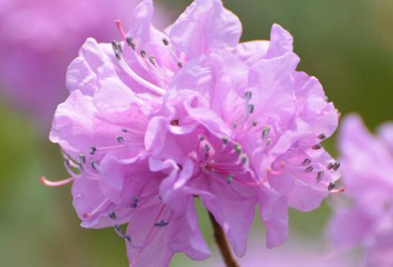 杜鹃花有毒吗，杜鹃花能放在卧室吗