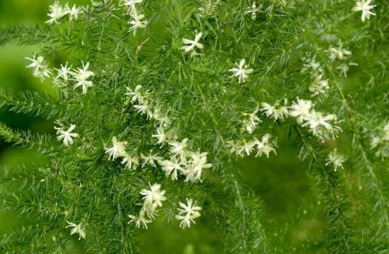 文竹会开花吗，文竹开花有什么兆头/很难开花