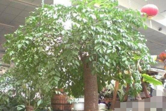 幸福树怎么浇水,不干不浇、浇则必透的原则